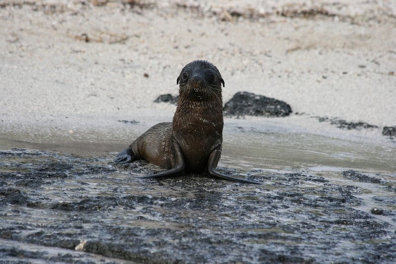 Galápagos Islands, Ecuador